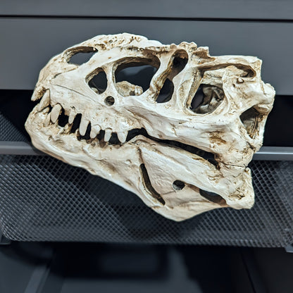 Dinosaur T-Rex Fossil Skull Resin Model