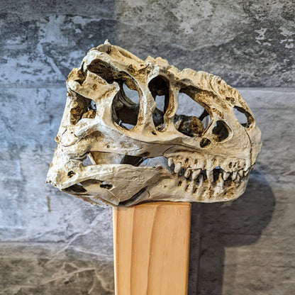 Dinosaur T-Rex Fossil Skull Resin Model